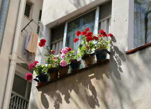 Tri genijalna trika uz koja će balkonske biljke poživjeti iznimno dugo