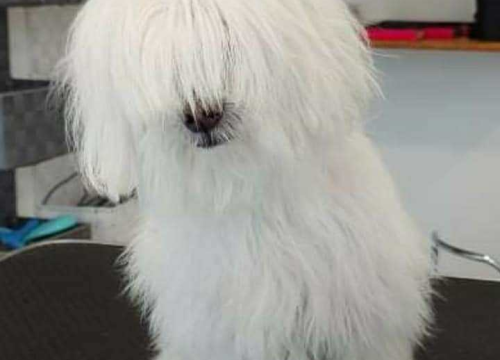 Fotografija 3 - Omiljeni bistro Kod Starog odlično je odredište i u ljetnim danima!