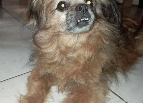 Fotografija 9 - Omiljeni bistro Kod Starog odlično je odredište i u ljetnim danima!