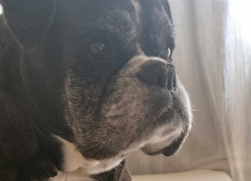 Fotografija 12 - Omiljeni bistro Kod Starog odlično je odredište i u ljetnim danima!