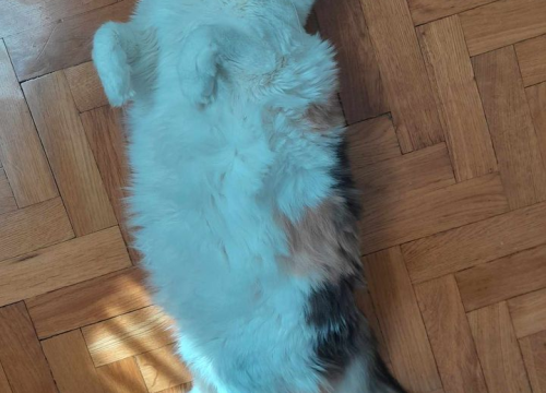 Fotografija 14 - Omiljeni bistro Kod Starog odlično je odredište i u ljetnim danima!