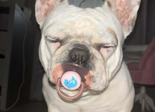 Fotografija 20 - Omiljeni bistro Kod Starog odlično je odredište i u ljetnim danima!