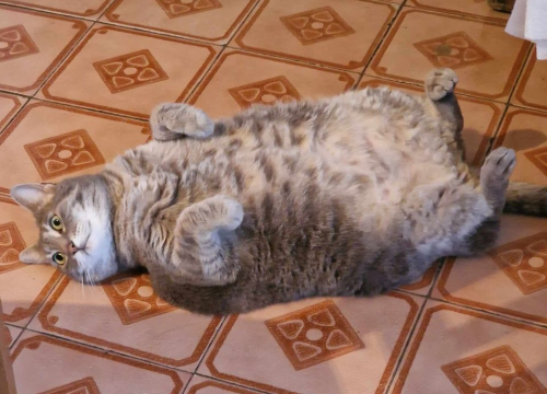 Fotografija 21 - Omiljeni bistro Kod Starog odlično je odredište i u ljetnim danima!