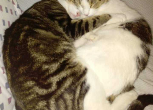 Fotografija 22 - Omiljeni bistro Kod Starog odlično je odredište i u ljetnim danima!