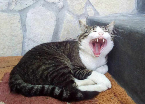 Fotografija 24 - Omiljeni bistro Kod Starog odlično je odredište i u ljetnim danima!