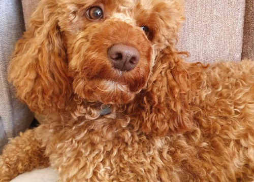 Fotografija 25 - Omiljeni bistro Kod Starog odlično je odredište i u ljetnim danima!