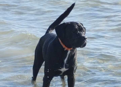 Fotografija 28 - Omiljeni bistro Kod Starog odlično je odredište i u ljetnim danima!