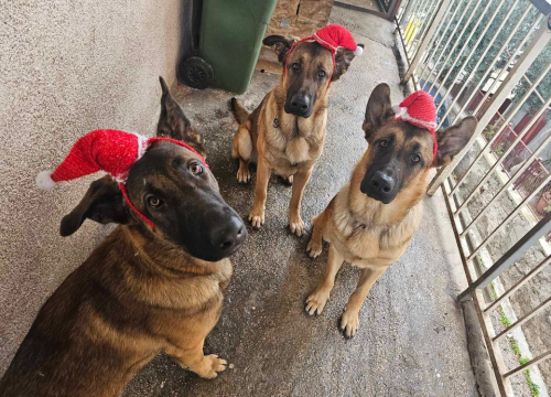 Fotografija 29 - Omiljeni bistro Kod Starog odlično je odredište i u ljetnim danima!