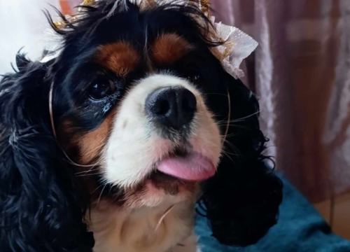 Fotografija 30 - Omiljeni bistro Kod Starog odlično je odredište i u ljetnim danima!