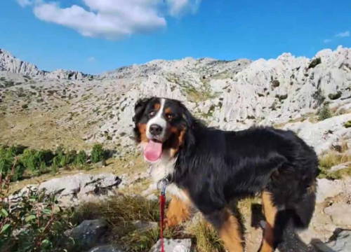 Fotografija 31 - Omiljeni bistro Kod Starog odlično je odredište i u ljetnim danima!