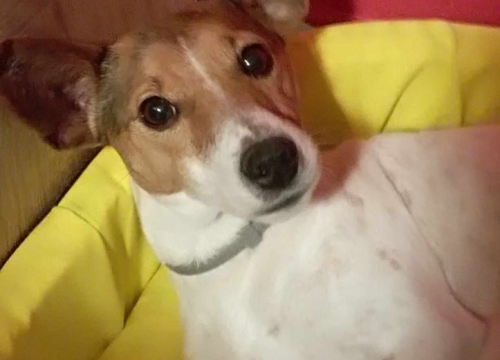 Fotografija 34 - Omiljeni bistro Kod Starog odlično je odredište i u ljetnim danima!