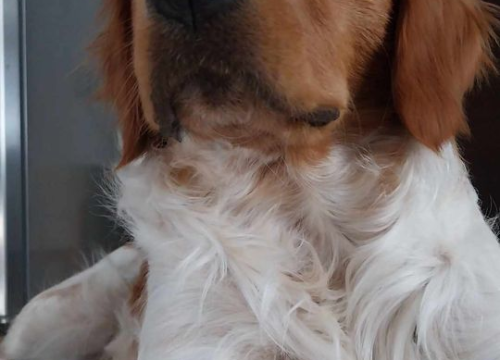 Fotografija 35 - Omiljeni bistro Kod Starog odlično je odredište i u ljetnim danima!