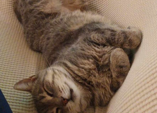 Fotografija 38 - Omiljeni bistro Kod Starog odlično je odredište i u ljetnim danima!