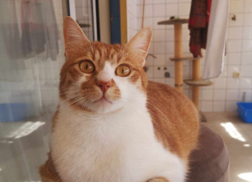 Fotografija 39 - Omiljeni bistro Kod Starog odlično je odredište i u ljetnim danima!