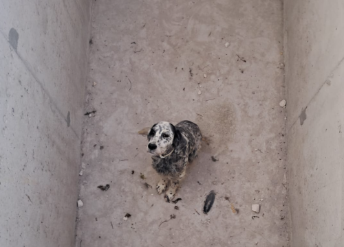 Pas upao u grobnicu na Kvanju, traži se vlasnik