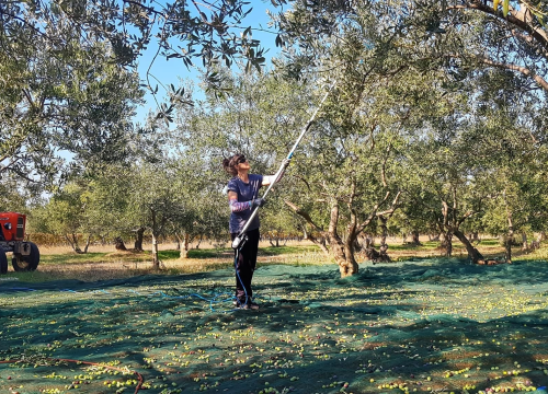Fotografija 8 - Obitelj Podrug prvo ulje napravila je 1886. godine, a danas osvajaju zlatne medalje od Vodica do New Yorka