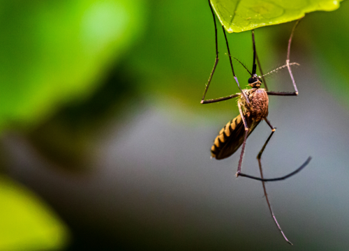 Tijekom noći sa srijede na četvrtak u Kninu dezinsekcija komaraca