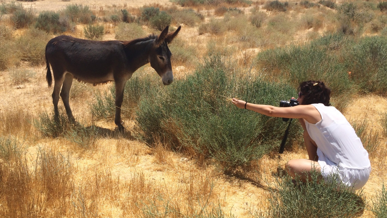 Morate u polje po ovoj žegi, naletjeli ste na tovara uz cestu? Odlično! Evo kako ćete zaraditi 500 eura
