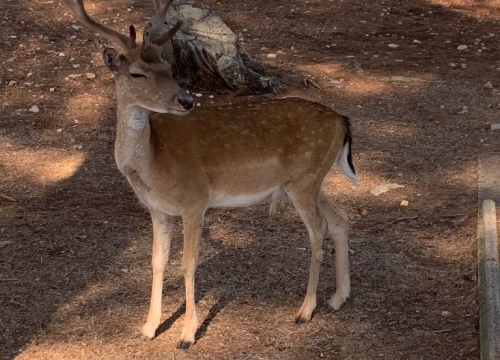 Fotografija 32 - Morska avantura  ŠibenikIN-a: Tjedan dana jedrenja do Dubrovnika, prekrasnih otoka i vala uz nezaboravnu igru dupina