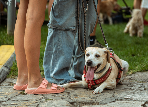 Fotografija 5 - Šibenske šape rođendan proslavile izložbom pasa, tombolom i kvizom