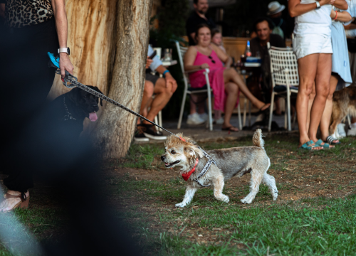 Fotografija 33 - Šibenske šape rođendan proslavile izložbom pasa, tombolom i kvizom