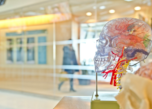 Ženski mozak se reorganizira tijekom trudnoće, pokazuje novo istraživanje