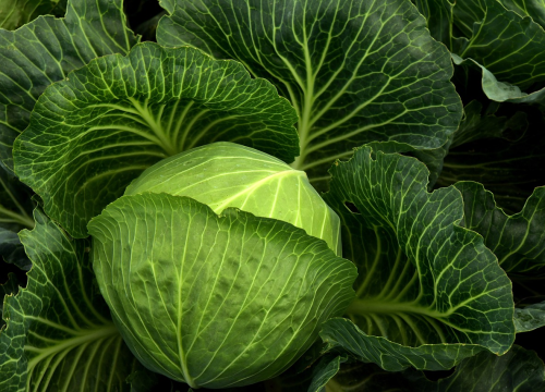 Evo kako prepoznati glavicu kupusa koja je puna kemije: Trik je vrlo jednostavan