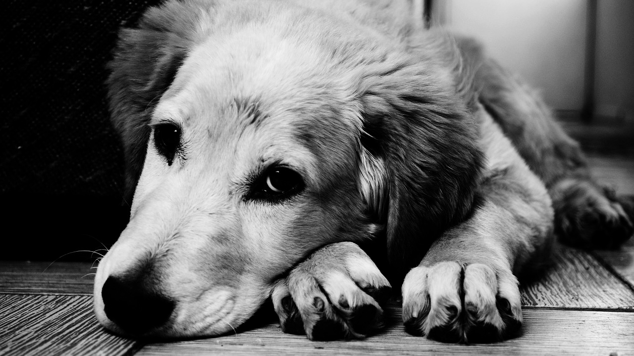 Reagirajte na vrijeme: Znak koji vam otkriva da je vaš ljubimac pri kraju svoga života