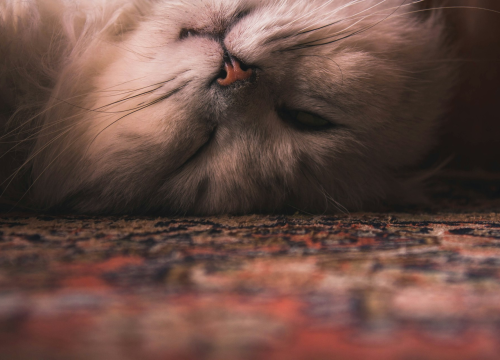 Tri pasmine mačaka koje su idealne za umirovljenike