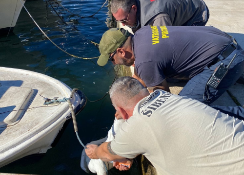 Slučajni susreti kolega vatrogasaca u Pirovcu doveli do neobične akcije spašavanja