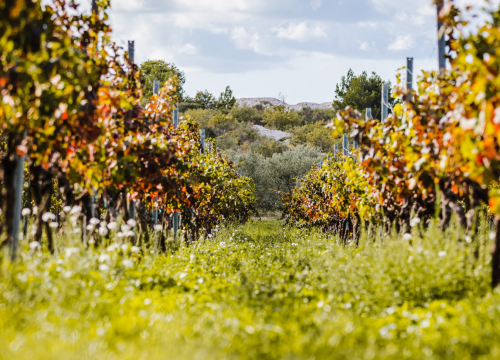Danas je Martinje! Evo zašto se slavi i koji su običaji u Hrvatskoj