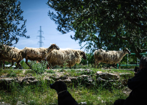 U vozilu MORH-a u Pađenima naletio na stado ovaca