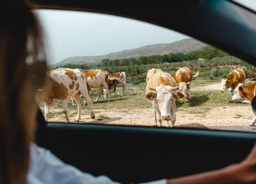 Šibenski ŽDO podignuo optužnice zbog muljaža s OPG-ovima