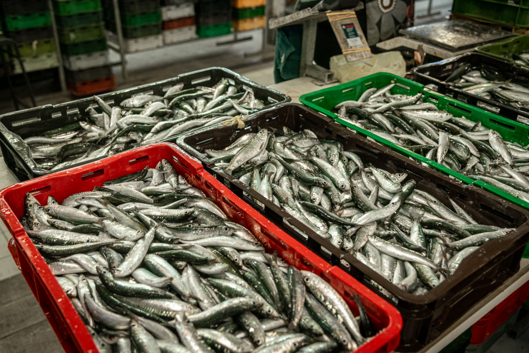 Svakodnevica šibenske peškarije: Uobičajena ponuda, uobičajeno prigovaranje