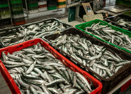 Fotografija 8 - Svakodnevica šibenske peškarije: Uobičajena ponuda, uobičajeno prigovaranje