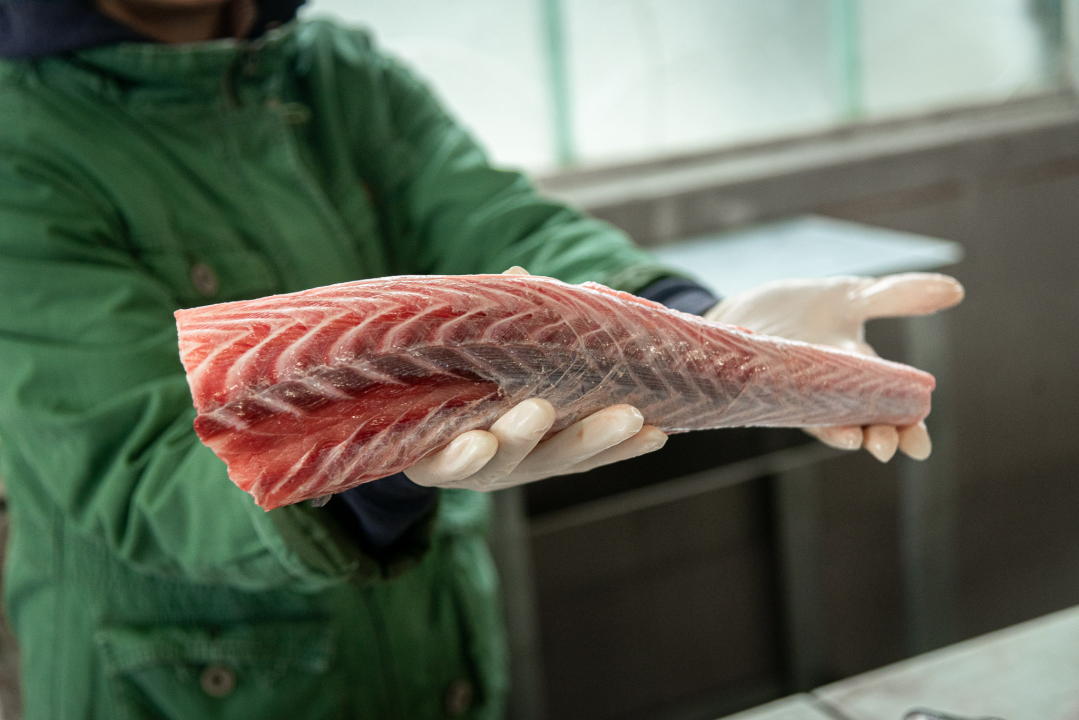 Svakodnevica šibenske peškarije: Uobičajena ponuda, uobičajeno prigovaranje