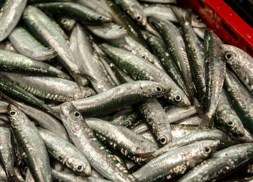 Fotografija 9 - Svakodnevica šibenske peškarije: Uobičajena ponuda, uobičajeno prigovaranje