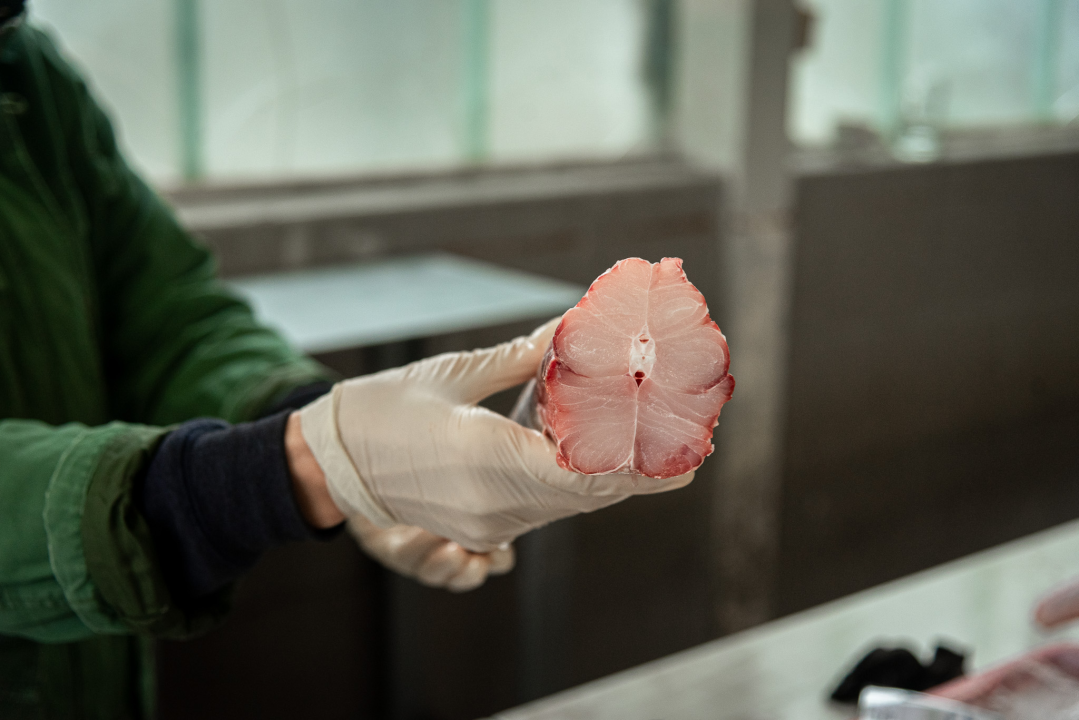 Svakodnevica šibenske peškarije: Uobičajena ponuda, uobičajeno prigovaranje