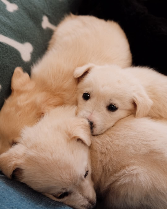 Na groblju u Kninu nađeno je deset štenaca. Sedam ih traži dom