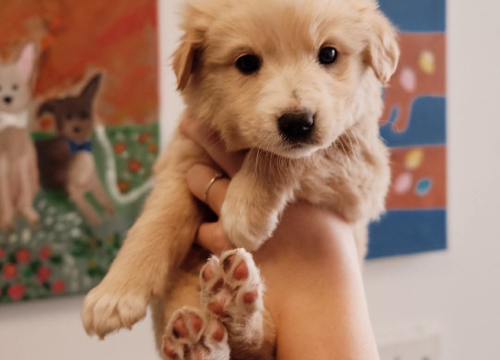 Fotografija 8 - Na groblju u Kninu nađeno je deset štenaca. Sedam ih traži dom