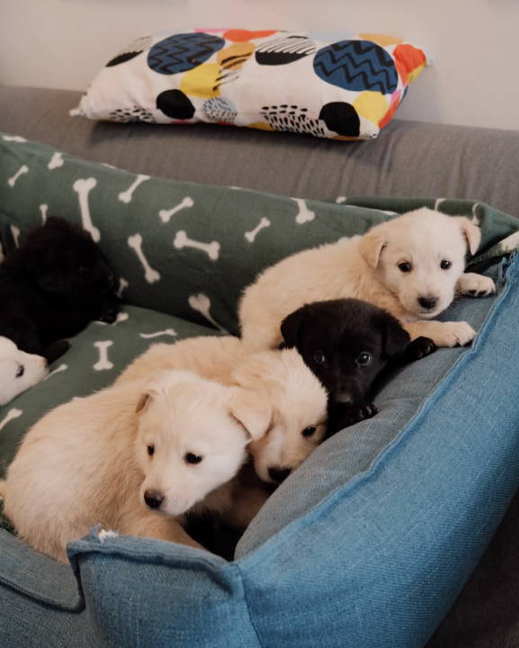 Na groblju u Kninu nađeno je deset štenaca. Sedam ih traži dom