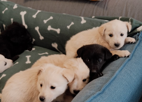 Fotografija 7 - Na groblju u Kninu nađeno je deset štenaca. Sedam ih traži dom