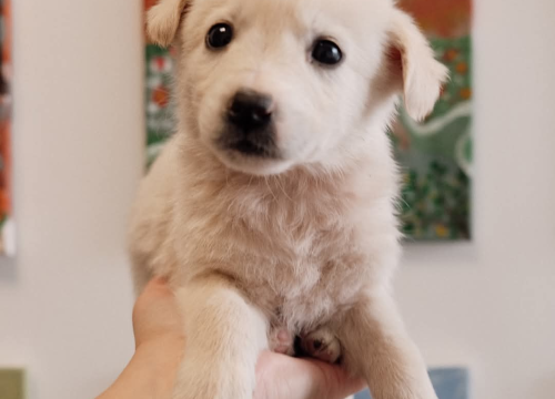 Fotografija 6 - Na groblju u Kninu nađeno je deset štenaca. Sedam ih traži dom