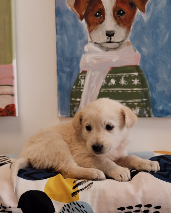 Na groblju u Kninu nađeno je deset štenaca. Sedam ih traži dom