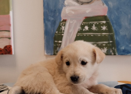 Fotografija 4 - Na groblju u Kninu nađeno je deset štenaca. Sedam ih traži dom