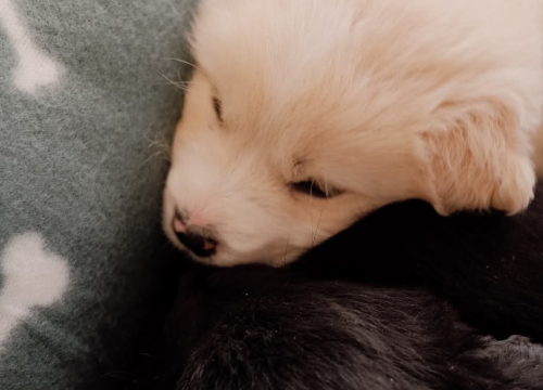 Fotografija 2 - Na groblju u Kninu nađeno je deset štenaca. Sedam ih traži dom