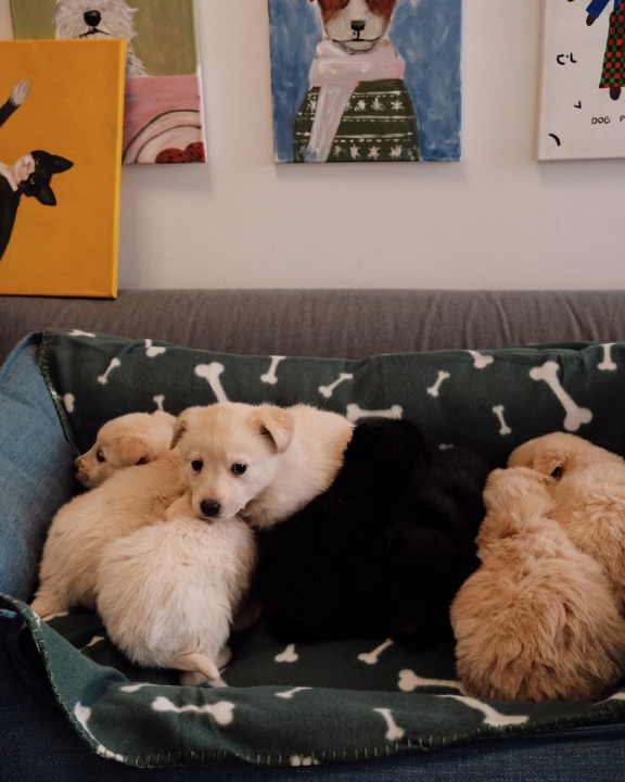 Na groblju u Kninu nađeno je deset štenaca. Sedam ih traži dom