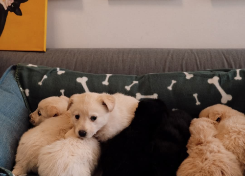 Fotografija 3 - Na groblju u Kninu nađeno je deset štenaca. Sedam ih traži dom