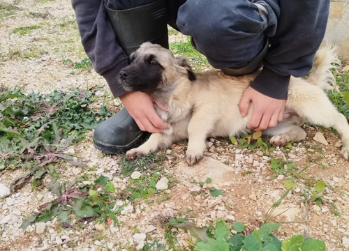 Fotografija 10 - Vrckava kujica Emma traži svoj zauvijek dom