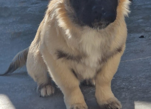 Fotografija 9 - Vrckava kujica Emma traži svoj zauvijek dom